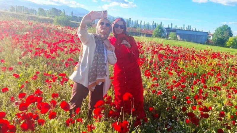 Hisarcık’ta gelinciklerin papatyalarla buluşması