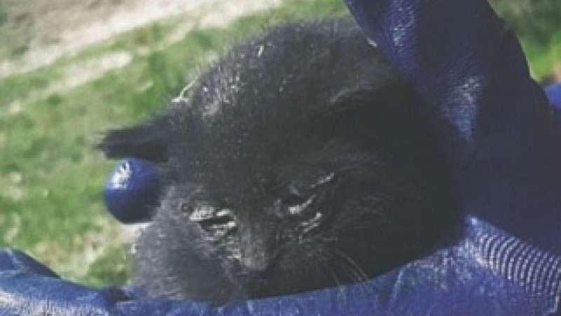 Yavru kedi, itfaiye ekiplerince kurtarıldı