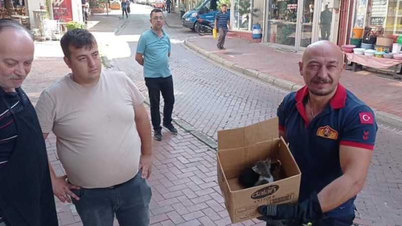 Yavru kediler kurtarıldı 