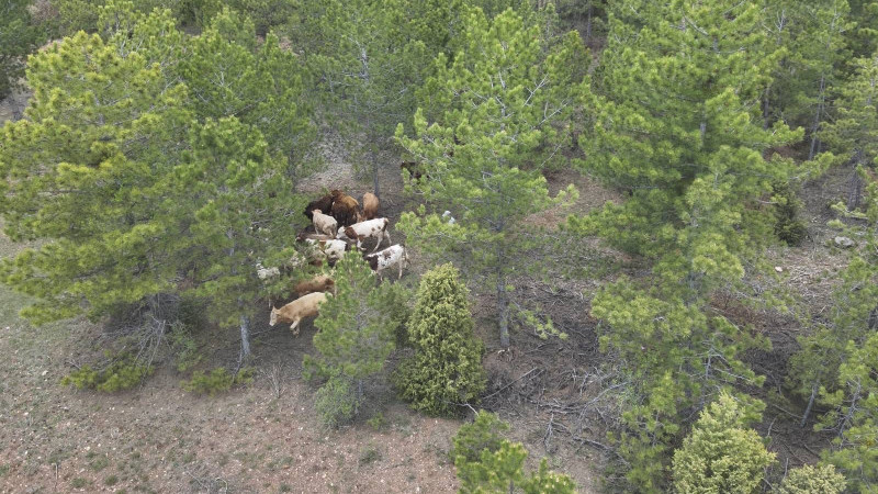 Kütahya'da Kaybolan 19 Büyükbaş Hayvan Drone Yardımıyla Bulundu