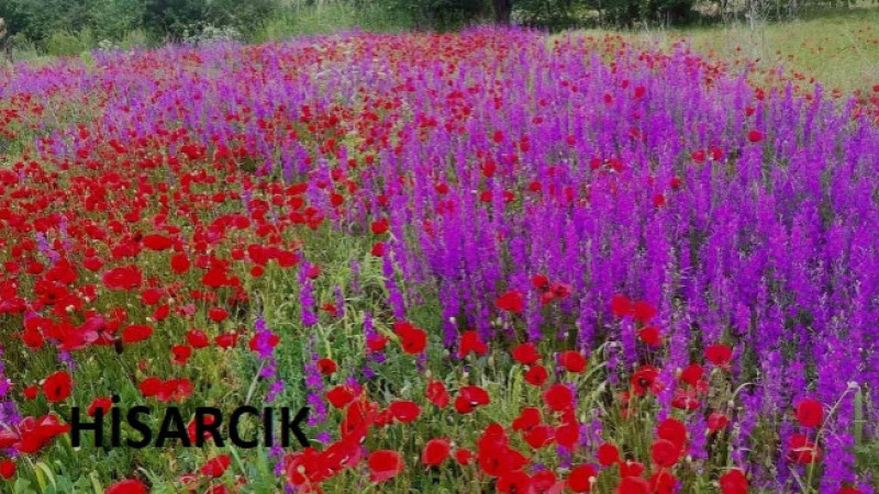 Hisarcık'ta Gelincik ve Mor Çiçekler Kartpostallık Manzaralar Oluşturdu