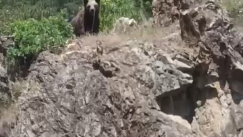 Aniden karşılarında ayı gördüler
