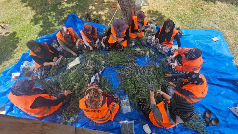 Domaniç Çukurca ‘da lavanta hasadı