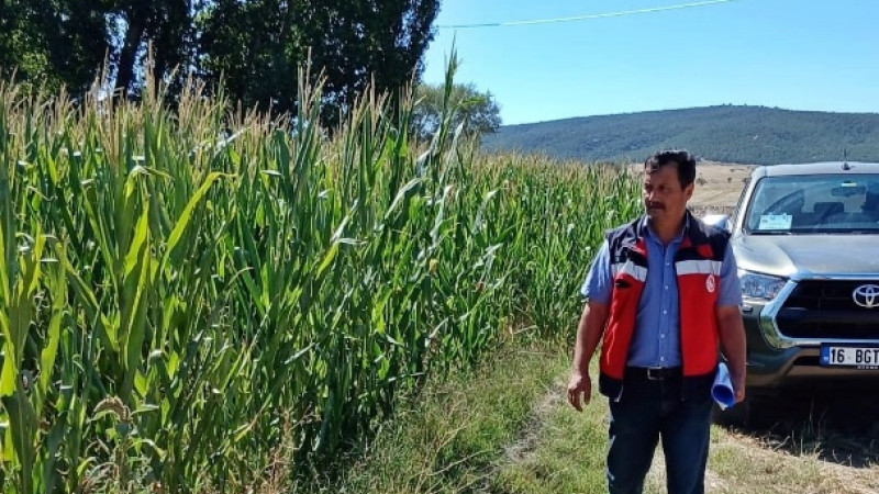 Kütahya’da silajlık mısır kontrolleri