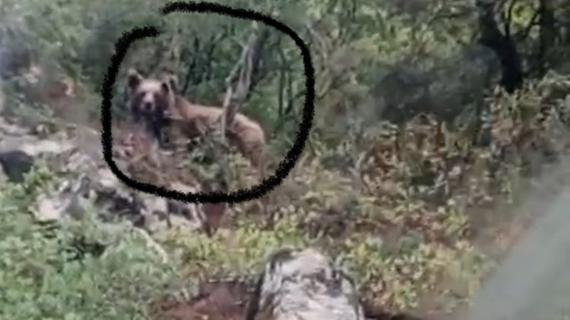 Kepçe operatörü önüne ayı çıktı