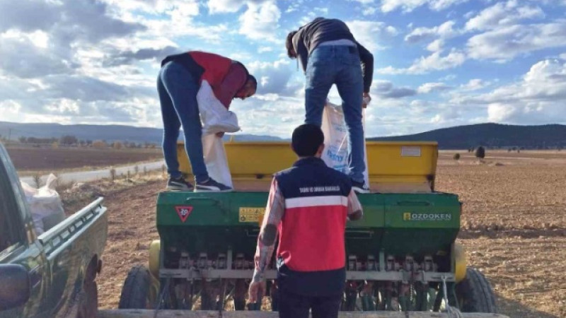 Çavdarhisar’da buğday ve tritikale tohumlarının ekimi yapıldı