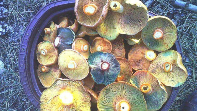 Melki pazarı oluştu