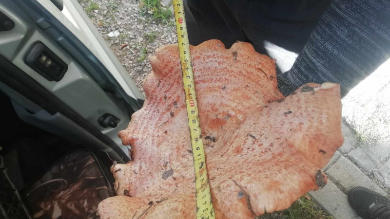 Kütahya'nın Emet İlçesinde Dev Melki Mantarı Şaşırttı!