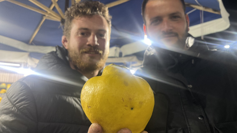 Pamukova'nın İklimiyle Ünlü Ayvaları Piyasada!