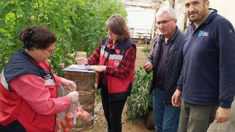 Simav ‘dan domates fidesi 
