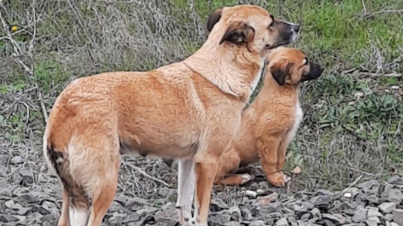 Kütahya Köprüören'de duygulandıran manzara
