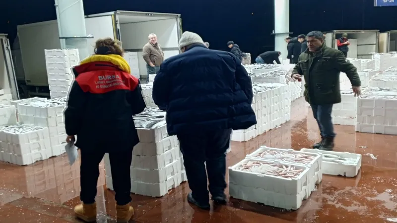 Bursa'da 150 kilogram tekir balığına el konuldu