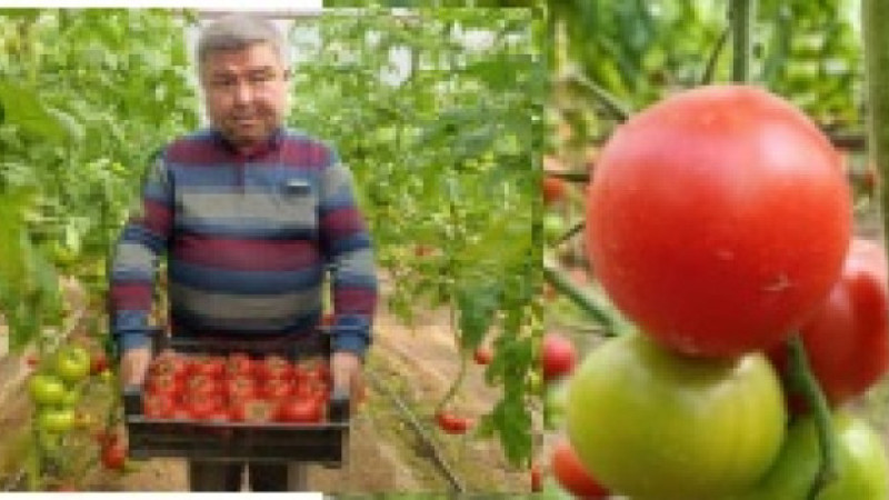 Simav’da yetişen COĞRAFİ işaretli domates