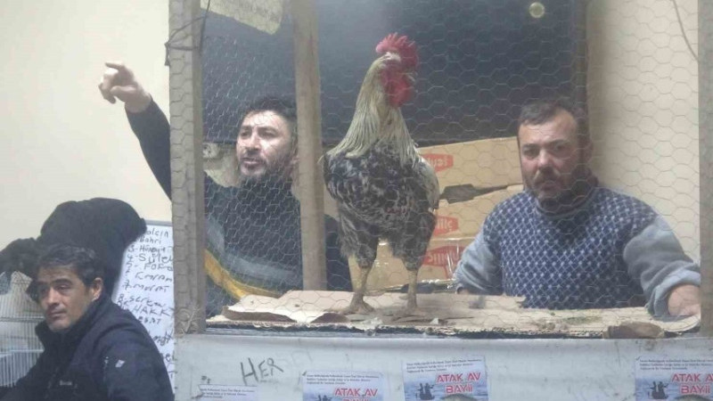 Kütahya’daki süs tavukları açık artırmayla satıldı