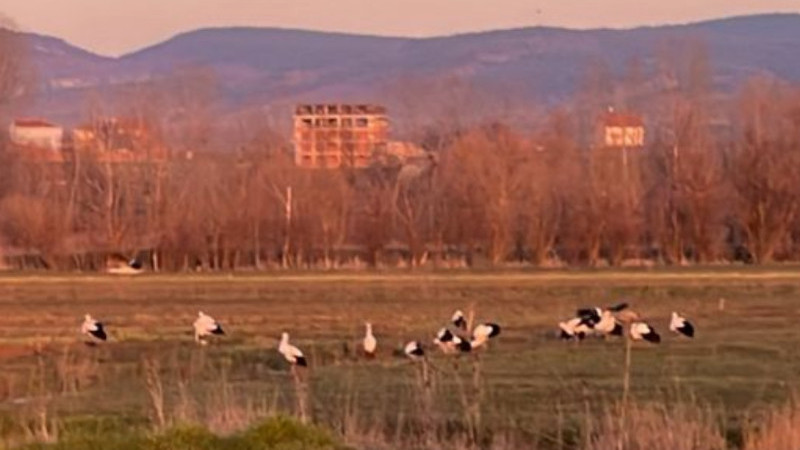 Leyleklerin gelişi sevindirdi 