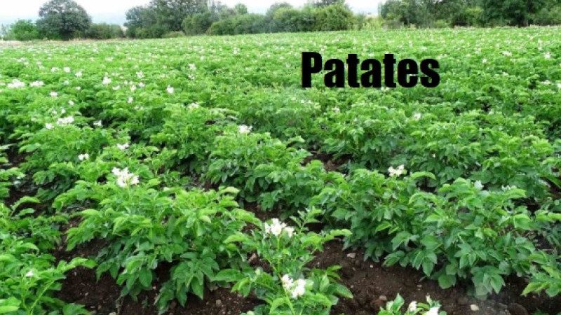 Kütahya’da patates üreticilerine ’Bitki Pasaportu’ uyarısı