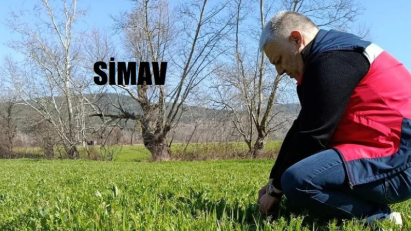 Simav’da yem bitkileri ve hububat ekili alanlarda verim çalışması yapıldı