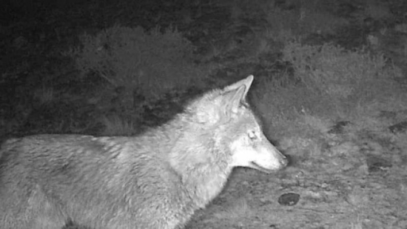 Yaban hayatı fotokapanda 