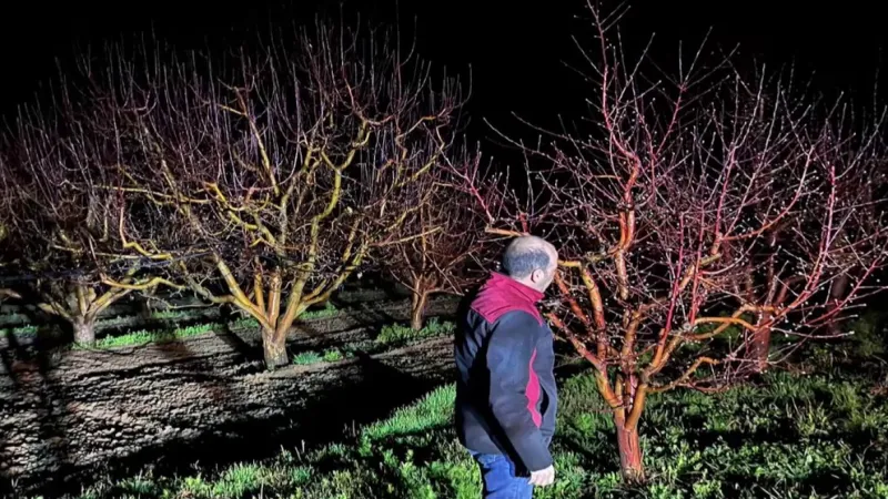 Zirai don alarmı! Ekipler sahada