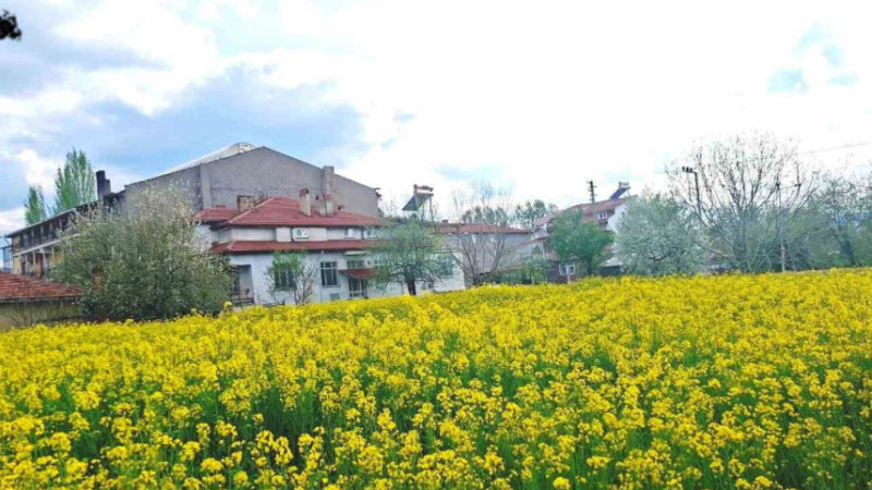 Heryer sarıya boyandı 