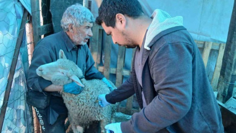 Emet’te küçükbaş hayvanlara yönelik aşılama ve kimliklendirme çalışmaları