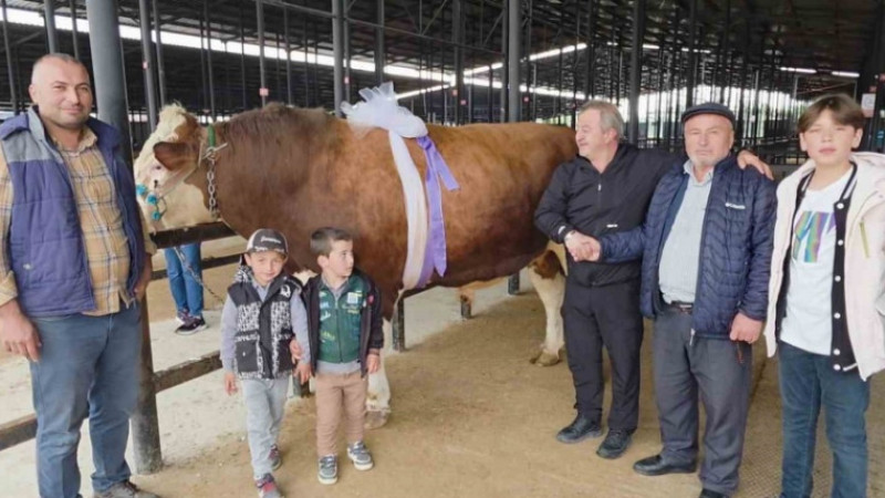 Kütahya Canlı Hayvan Pazarı’nda 1,4 tonluk kurbanlık 600 bin TL’ye satıldı