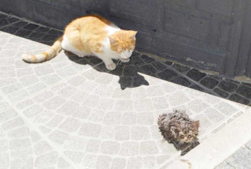 Araç motorundan kedi sesi gelince